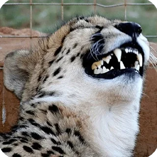 Telegram stiker 🤣 Смотрящая на змей