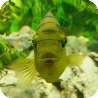 Telegram sticker 🤨 Лютые стикеры