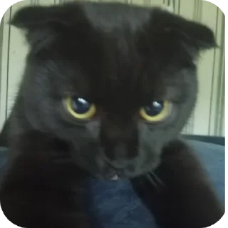 Video sticker 🐱 Лютые стикеры