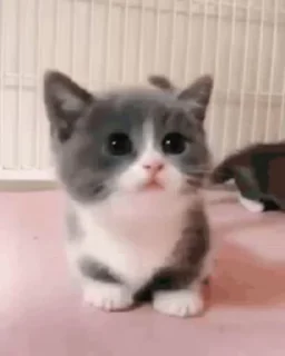 Телеграм стикер 🥺 youngslashprod fav :: @fStikBot