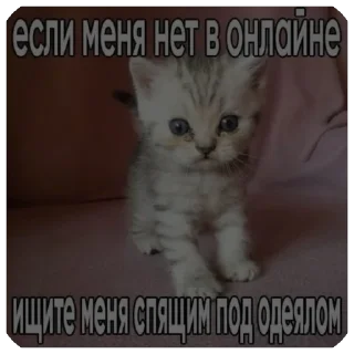 Video sticker 🫥 Спать спать спать спать