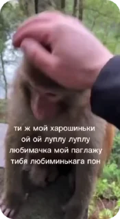 Video sticker 🌟 🦍 Tremendous Gorilla :: @fStikBot