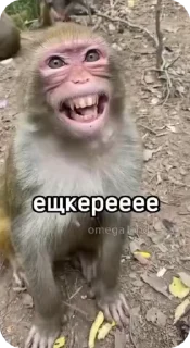 Video sticker 🌟 🦍 Tremendous Gorilla :: @fStikBot