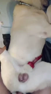 Video sticker 🌟 Good Pups @bestialityC