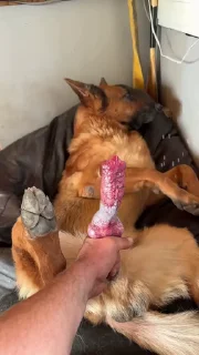 Video sticker 🌟 Good Pups @bestialityC