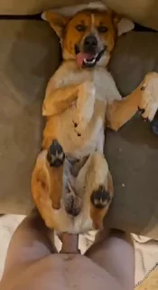 Video sticker 🌟 Good Pups @bestialityC