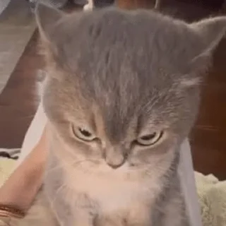 Video sticker 😠 fofinhos :: @fStikBot