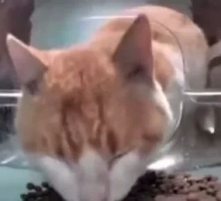 Video sticker 🤨 < @kkiyoma >