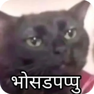 Telegram sticker 🐱 ​@DevvBotsupport DEV ON TOP