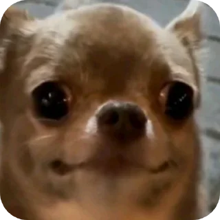 Телеграм стикер 👍 Jigit 2