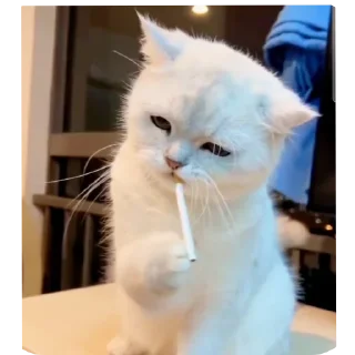 Video sticker 🐱 Gortila jdj`