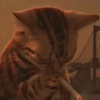 Telegram sticker 🐱 Gortila jdj`