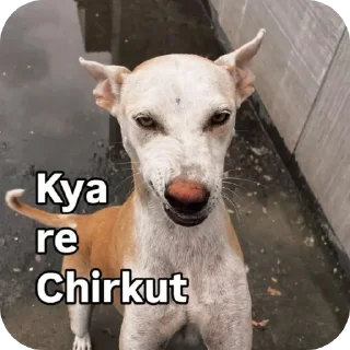 Video sticker 🐶 @II_KUSH_II     CHANNEL @ABOUTKUSH