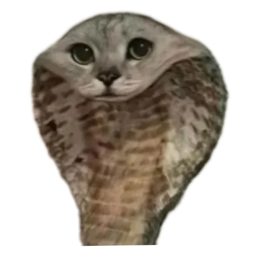 Telegram sticker 🐱 @BongBaddie