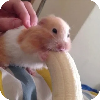 Telegram sticker ✋ Самые лучшие стики