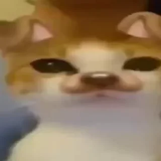 Video sticker 👅 НАЖМИ СЮДА - @tinycatss