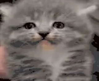 Video sticker 😡 НАЖМИ СЮДА - @tinycatss
