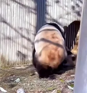 Video sticker 🐼 🐼 @loverainst :: @fStikBot