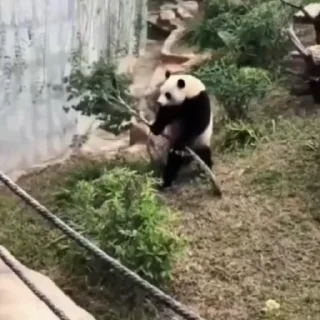 Video sticker 🐼 🐼 @loverainst :: @fStikBot