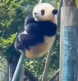 Video sticker 🐼 🐼 @loverainst :: @fStikBot