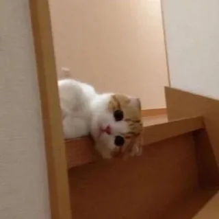 Telegram sticker 😐 daily mood