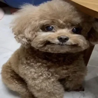 Telegram sticker 🙂 daily mood