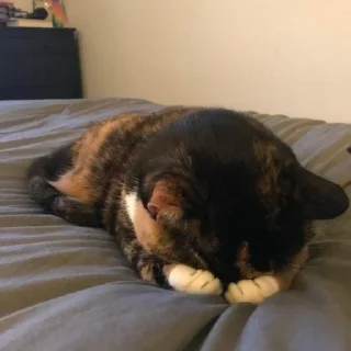 Video sticker 😭 daily mood