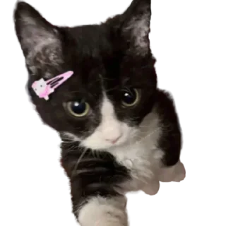 Telegram sticker 🎀 daily mood