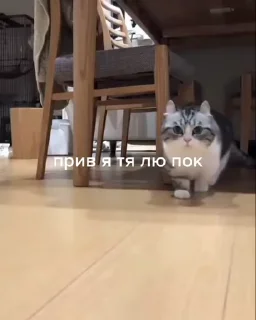 Video sticker 😻 Больше стиков тут: @stikery4