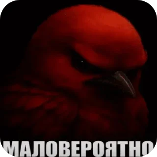 Video sticker 🐦 Злые птички покусали яички