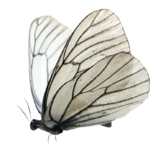 Telegram sticker 🦋 Больше стиков тут: @stikery4