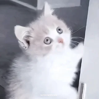 Video sticker 🍙 .