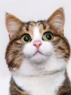 Video sticker 😄 Lmeaowww @StickersPackRobot