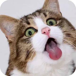 Telegram sticker 🤢 Lmeaowww @StickersPackRobot