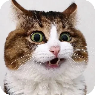 Video sticker 😬 Lmeaowww @StickersPackRobot