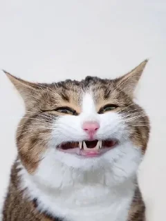 Sticker 😊 Lmeaowww @StickersPackRobot