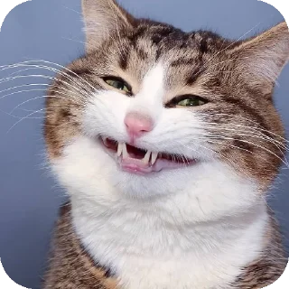 Telegram sticker 😁 Lmeaowww @StickersPackRobot