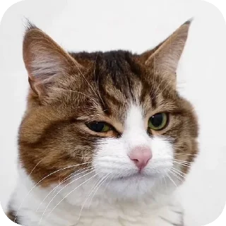 Telegram sticker 🤨 Lmeaowww @StickersPackRobot