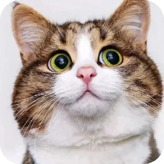 Telegram sticker 🐱 Lmeaowww @StickersPackRobot