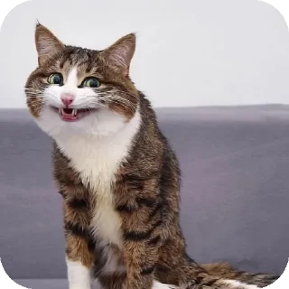 Telegram sticker 🌚 Lmeaowww @StickersPackRobot