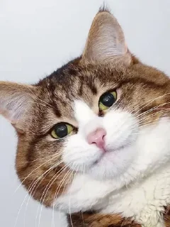 Video sticker 😴 Lmeaowww @StickersPackRobot