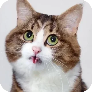 Telegram sticker 🙃 Lmeaowww @StickersPackRobot