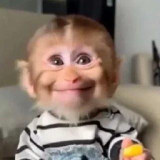 Sticker 🥹 - ᗷY @ahMshY 𓉮 . Funny Animals 2