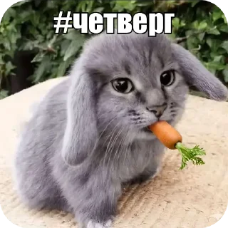 Video sticker 🐱 Котость @pylaq