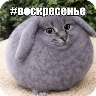 Telegram sticker 🐱 Котость @pylaq