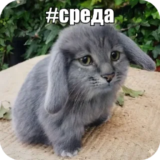 Video sticker 🐱 Котость @pylaq