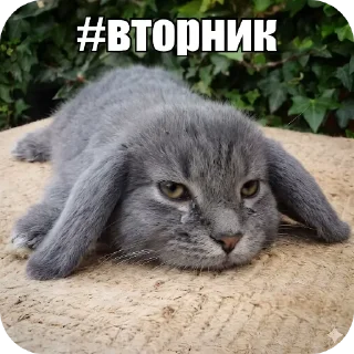 Video sticker 🐱 Котость @pylaq