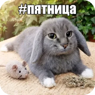 Telegram sticker 🐱 Котость @pylaq