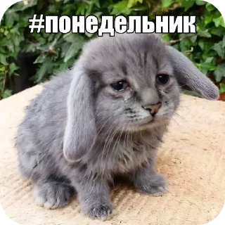 Sticker 🐱 Котость @pylaq