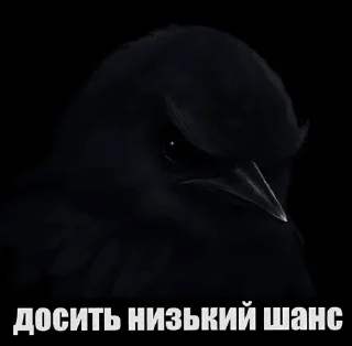 Video sticker 🌟 пісі :: @fStikBot
